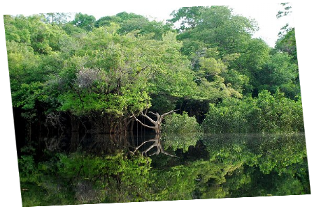 L'Amazonie, le poumon de la Terre