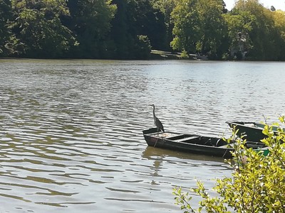Faune aux bords de la rivière Loiret