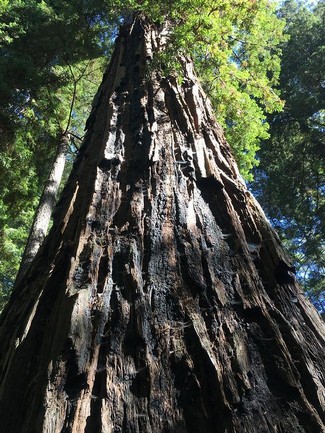 Séquoias géant
